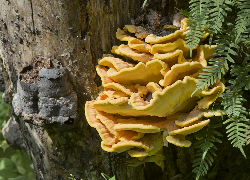 Laetiporus sulphureus